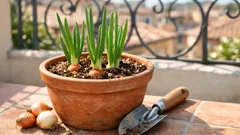 Come coltivare cipolle in vaso sul balcone: guida semplice per un raccolto sicuro